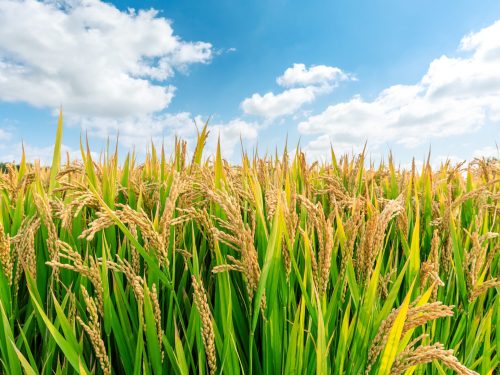 Ripe,Rice,Field,And,Sky,Landscape,On,The,Farm